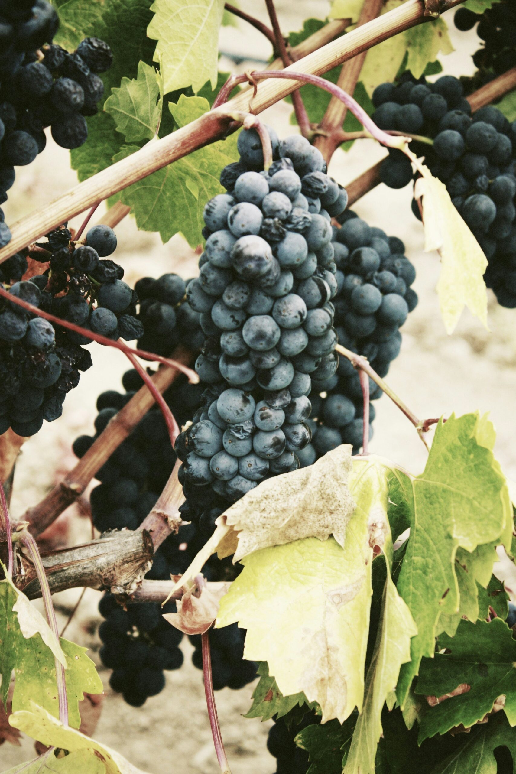 Prezzi minimi per vino e prodotti agricoli